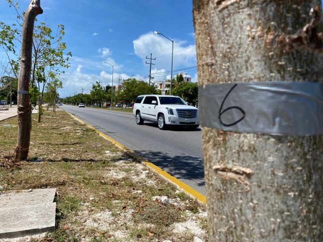 Sobrevive 80 por ciento de árboles removidos en obra del Tren Maya